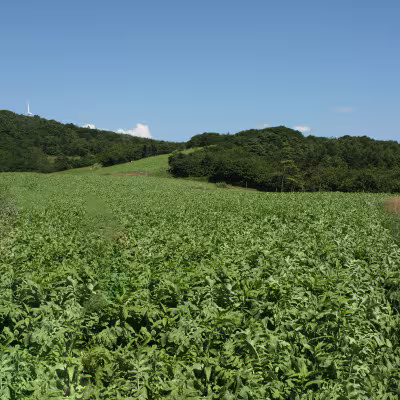 朝霧に包まれる遠野の高原畑